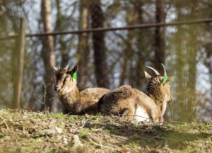 Clover Moon and the Big Bad Bunny