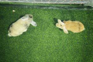 Goodnight, Bunny