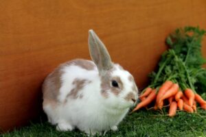 How to Build a Rabbit Hutch