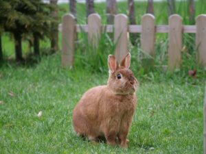 Knuffle Bunny