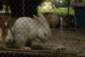 Little Rabbit’s New Baby