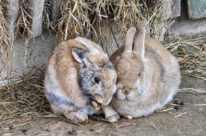 Rabbit Anatomy and Physiology