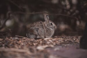 Rabbit Behavior and Communication