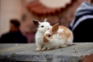 Rabbit Breeds Around the World