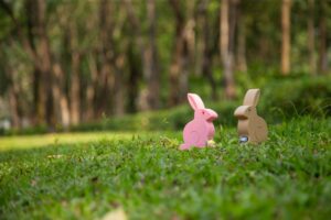 Rabbit Rescue and Rehabilitation