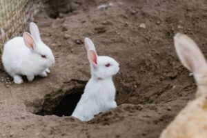 Rabbits in Folklore and Myth