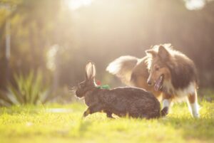 Rabbits in Literature and Art