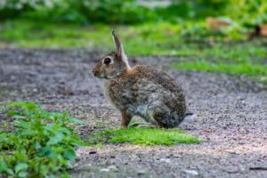 Raising Rabbits for Beginners
