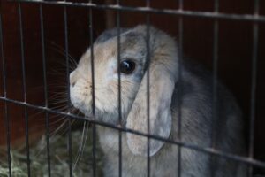 Runaway Bunny
