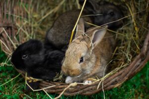 Tales of the Clever Rabbit