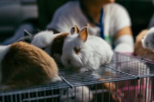 The Bunny’s Adventure A Story for Kids
