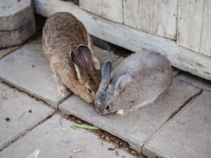 The Country Bunny and the Little Gold Shoes