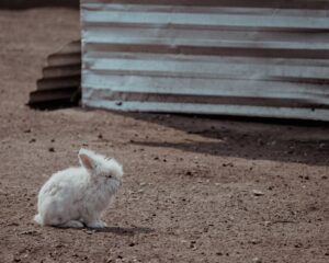 The Country Bunny and the Little Gold Shoes