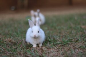 The Curious Case of the Clever Rabbit