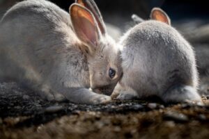 The Great Rabbit Race