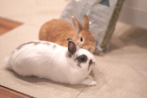 The Rabbit Whisperer Understanding Your Bunny