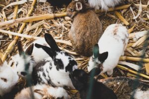 The Rabbit’s Role in Ecosystems
